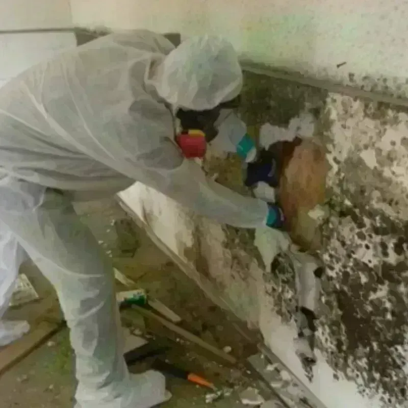 Mold Remediation and Removal in Troy, MO